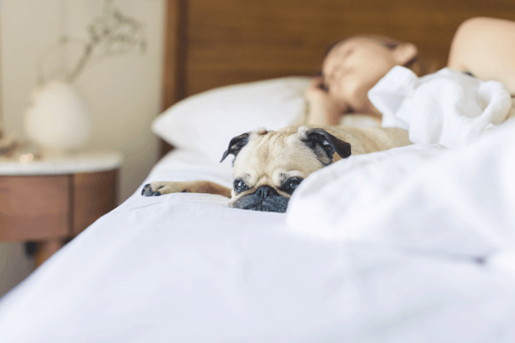 Woman laying in bed with a dog
