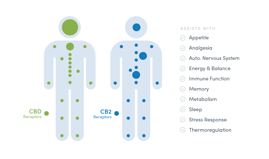 Endocannabinoid infographic