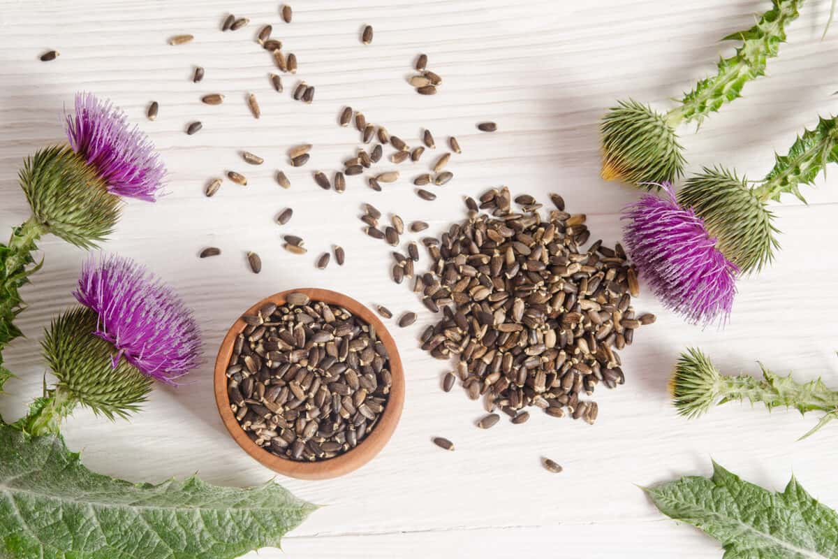 liver health milk thistle