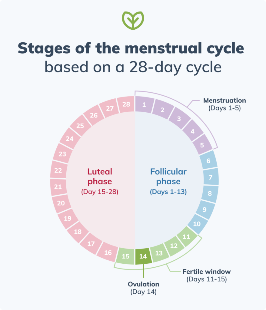 the menstrual cycles stages infographic