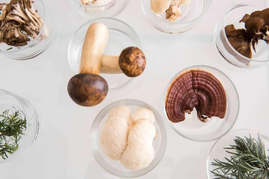 various medicinal mushrooms