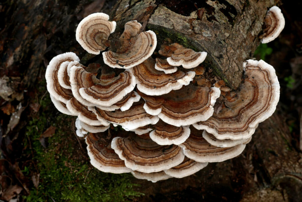 turkey tail mushrooms growing on a tree