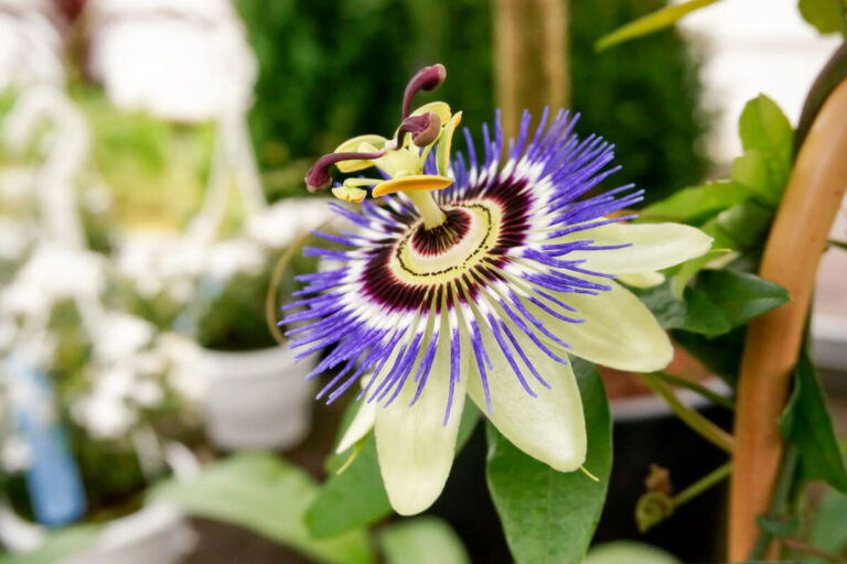 the calming benefits of passionflower tea and supplements blog post
