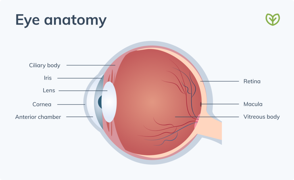 eye anatomy diagram