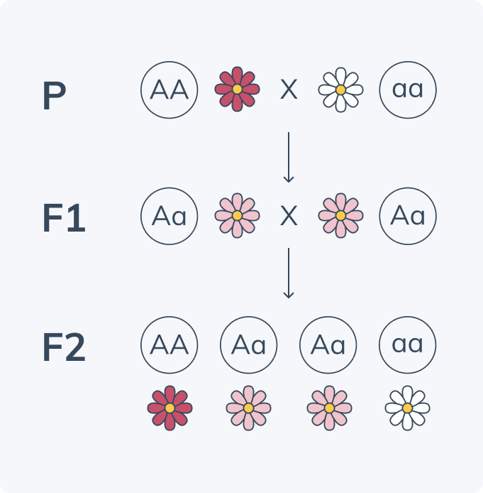 phenotype chart